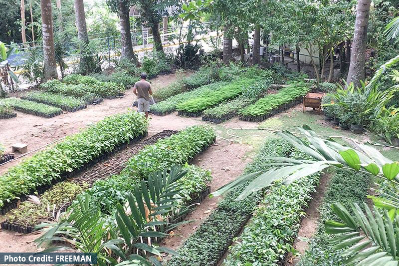 MCWD Offers 500T Free Seedlings